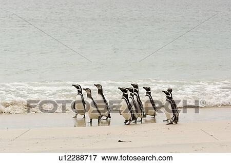 Magellanic Penguins (Spheniscus magellanicus) on beach. Bleaker Island, Falkland Islands View Large Photo Image Stock Photo - Magellanic Penguins (Spheniscus magellanicus) on beach. Bleaker Island, Falkland Islands. Fotosearch