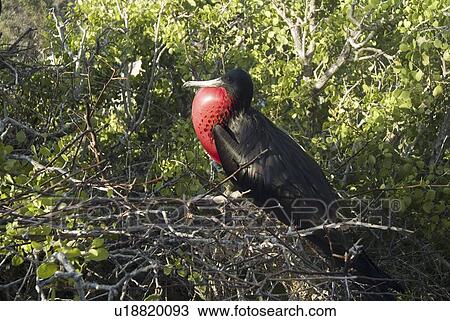 Magnificent frigatebirds (Fregata magnificens). Galapagos. View Large Photo Image Stock Image - Magnificent frigatebirds (Fregata magnificens). Galapagos.. Fotosearch