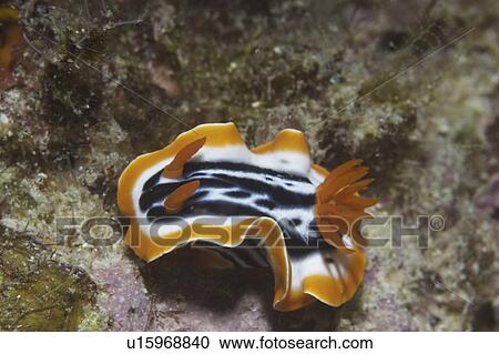 Magnificent Nudibranch (Chromodoris magnifica), superb orange, black & white markings viewed from oblique angle, Mabul, Borneo, Malaysia, South China Sea View Large Photo Image Stock Image - Magnificent Nudibranch (Chromodoris magnifica), superb orange, black & white markings viewed from oblique angle, Mabul, Borneo, Malaysia, South China Sea. Fotosearch