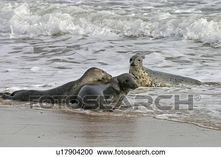 Male Atlantic grey seal (Halichoerus grypu) with two female seals. NE Scotland View Large Photo Image Stock Image - Male Atlantic grey seal (Halichoerus grypu) with two female seals. NE Scotland. Fotosearch