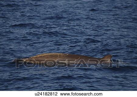 Male Blainville's Beaked Whale, Mesoplodon densirostris, swimming off the Azores, showing typical scarring along its back View Large Photo Image Stock Image - Male Blainville's Beaked Whale, Mesoplodon densirostris, swimming off the Azores, showing typical scarring along its back. Fotosearch