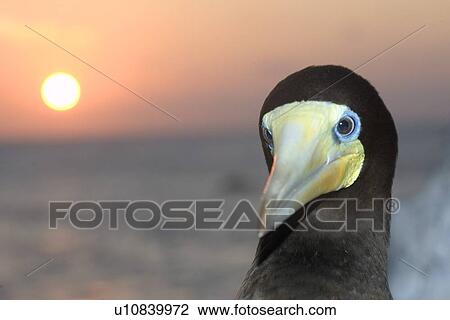 Male brown booby, Sula leucogaster, and sunset, St. Peter and St. Paul's rocks, Brazil, Atlantic Ocean View Large Photo Image Stock Image - Male brown booby, Sula leucogaster, and sunset, St. Peter and St. Paul's rocks, Brazil, Atlantic Ocean . Fotosearch