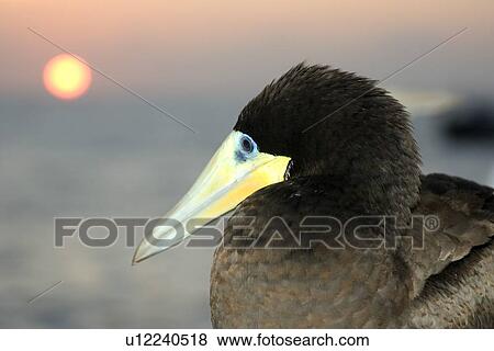 Stock Photo - Male brown booby, Sula leucogaster, and sunset, St. Peter and St. Paul's rocks, Brazil, Atlantic Ocean . Fotosearch