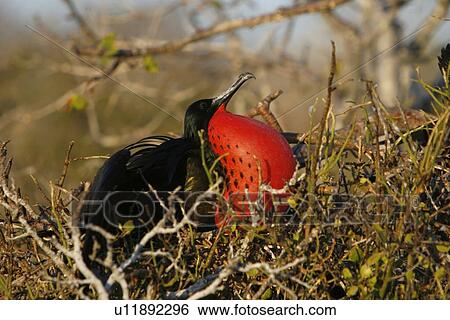 Stock Photograph - Male great frigate bird (Fregata minor) showing expanded gular pouch near nesting and breeding site on North Seymour Island in the Galapagos Island Group, Ecuador, Pacific Ocean.. Fotosearch