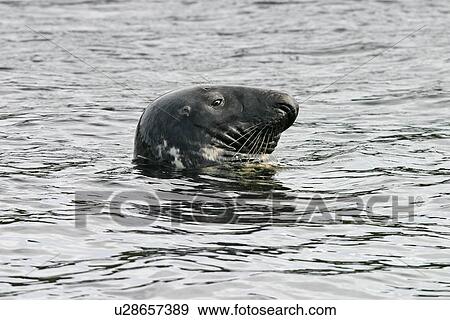 Male grey seal (Halichoerus grypus) resting with head above the water. NE Scotland View Large Photo Image Stock Photo - Male grey seal (Halichoerus grypus) resting with head above the water. NE Scotland. Fotosearch