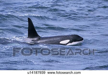 Male killer whale (Orcinus orca) surfacing west of Snaefellsness Peninsular, Iceland View Large Photo Image Stock Photo - Male killer whale (Orcinus orca) surfacing west of Snaefellsness Peninsular, Iceland. Fotosearch