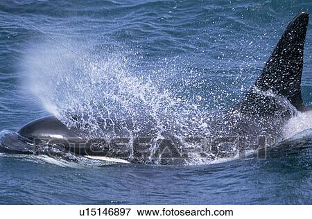Male Killer whale (Orcinus orca) surfacing with blow forming spray over its head. Snaefellsness Peninsular, Iceland View Large Photo Image Stock Photo - Male Killer whale (Orcinus orca) surfacing with blow forming spray over its head. Snaefellsness Peninsular, Iceland. Fotosearch