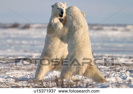 Male Polar Bears, Ursus maritimus, engaged in ritualistic mock fighting (serious injuries are rare), near Churchill, northern Manitoba, Hudson Bay, Canada View Large Photo Image Stock Photo - Male Polar Bears, Ursus maritimus, engaged in ritualistic mock fighting (serious injuries are rare), near Churchill, northern Manitoba, Hudson Bay, Canada. Fotosearch