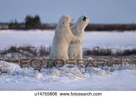 Male Polar Bears, Ursus maritimus, engaged in ritualistic mock fighting (serious injuries are rare), near Churchill, northern Manitoba, Hudson Bay, Canada View Large Photo Image Stock Photograph - Male Polar Bears, Ursus maritimus, engaged in ritualistic mock fighting (serious injuries are rare), near Churchill, northern Manitoba, Hudson Bay, Canada. Fotosearch