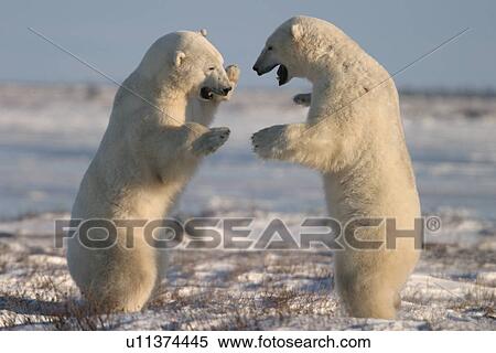Male Polar Bears, Ursus maritimus, engaged in ritualistic mock fighting (serious injuries are rare), near Churchill, northern Manitoba, Hudson Bay, Canada View Large Photo Image Stock Photography - Male Polar Bears, Ursus maritimus, engaged in ritualistic mock fighting (serious injuries are rare), near Churchill, northern Manitoba, Hudson Bay, Canada. Fotosearch