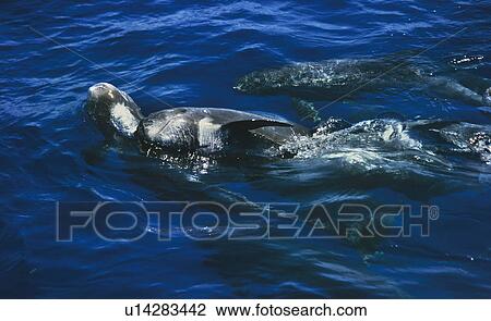 Stock Image - Male Risso's dolphins (Grampus griseus) competing for female. . Fotosearch