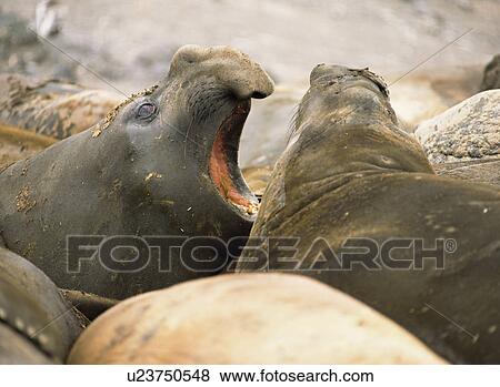 Male Southern elephant sealss (Mirounga leonina) facing up to fight on beach, Antarctica View Large Photo Image Stock Photo - Male Southern elephant sealss (Mirounga leonina) facing up to fight on beach, Antarctica. Fotosearch