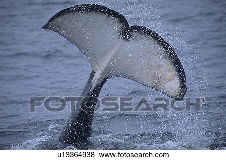 Male Transient Killer whale (Orcinus Orca) tail slap or fluke slap. National marine sanctuary, Monterey bay, California Pacific ocean, USA. View Large Photo Image Stock Photo - Male Transient Killer whale (Orcinus Orca) tail slap or fluke slap. National marine sanctuary, Monterey bay, California Pacific ocean, USA.. Fotosearch