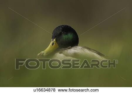 Stock Photo - Mallard (Anas platyrhynchos), alert in long grass while it is raining.. Fotosearch