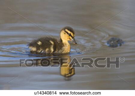 Mallard duckling (Anas platyrhynchos). United Kingdom View Large Photo Image Picture - Mallard duckling (Anas platyrhynchos). United Kingdom. Fotosearch