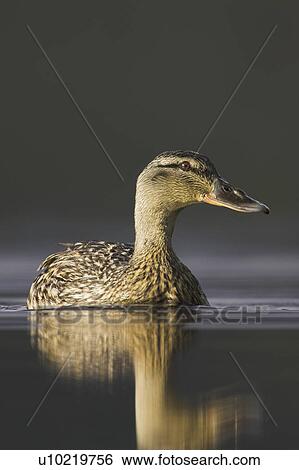 Stock Photograph - Mallard female (Anas paltyrhynchos) portrait with reflection in early morning light on Loch Etive. Scotland. Fotosearch