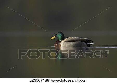 Stock Photo - Mallard male (Anas paltyrhynchos) portrait with reflection in early morning light on Loch Etive., Scotland. Fotosearch