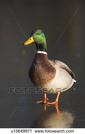 Stock Image - Mallard male(Anas platyrhynchos) on frozen pond. UK. Fotosearch