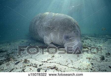 Manatee (Trichechus manatus latirostris). Florida. View Large Photo Image Stock Image - Manatee (Trichechus manatus latirostris). Florida.. Fotosearch