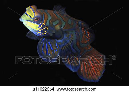 Mandarinfish (Synchiropus splendidus) male, Malapascua, Cebu, Philippines, Visayan Sea View Large Photo Image Picture - Mandarinfish (Synchiropus splendidus) male, Malapascua, Cebu, Philippines, Visayan Sea. Fotosearch