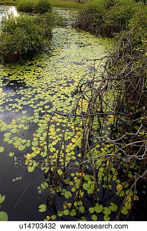 Stock Image - Mangrove, Costa do Sauipe, Bahia, Brazil (South Atlantic). Fotosearch
