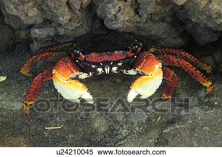 Mangrove crab, Goniopsis cruentata, Mangue Seco, Bahia, Brazil (South Atlantic) View Large Photo Image Stock Photography - Mangrove crab, Goniopsis cruentata, Mangue Seco, Bahia, Brazil (South Atlantic). Fotosearch