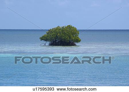 Stock Image - Mangrove in Truk lagoon, Chuuk, Federated States of Micronesia, Pacific. Fotosearch