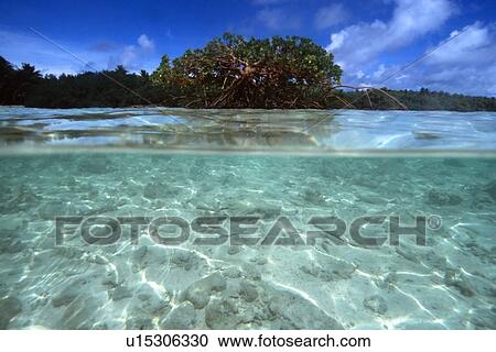Mangrove tree at Rigeeshi Island, Mili, Marshall Islands (N. Pacific) View Large Photo Image Stock Image - Mangrove tree at Rigeeshi Island, Mili, Marshall Islands (N. Pacific). Fotosearch