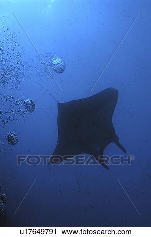 Manta (Manta birostris ) passing over head with divers bubbles. Red Sea. Egypt. View Large Photo Image Stock Image - Manta (Manta birostris ) passing over head with divers bubbles. Red Sea. Egypt. . Fotosearch