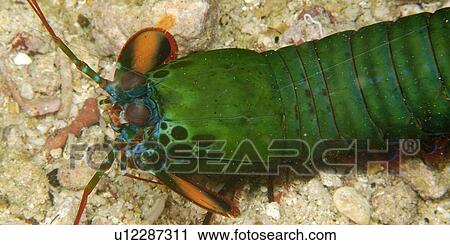 Mantis Shrimp (Odontodactylus scyllarus) Dungan wall, Puerto Galera, Mindoro, Philippines View Large Photo Image Stock Image - Mantis Shrimp (Odontodactylus scyllarus) Dungan wall, Puerto Galera, Mindoro, Philippines. Fotosearch