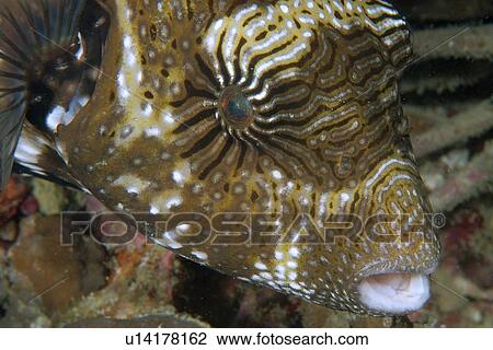 Stock Image - Map puffer, Arothron mappa, eye and skin texture detail, Malapascua, Cebu, Philippines, Visayan Sea. Fotosearch