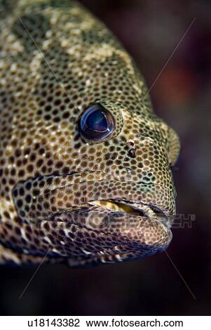 Stock Image - Marbled Grouper (Epinephelus polyphekadion). Red Sea.. Fotosearch
