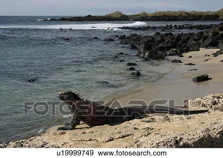 Marine iguana Floreana. Galapagos. View Large Photo Image Stock Photo - Marine iguana Floreana. Galapagos.. Fotosearch