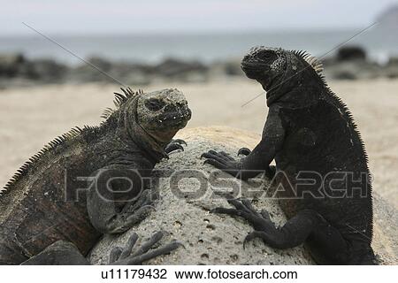 Marine Iguanas. Galapagos. View Large Photo Image Stock Image - Marine Iguanas. Galapagos.. Fotosearch