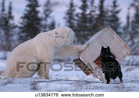 marine, mammals, Curious, adult, male, Polar Bear, Ursus maritimus, white bear, sea bear, ice bear, northern bear, nanuq, inspects dog, Churchill, northern Manitoba, Hudson Bay, Canada, predator, dangerous, fur, blubber, translucent, View Large Photo Image Stock Photograph - marine, mammals, Curious, adult, male, Polar Bear, Ursus maritimus, white bear, sea bear, ice bear, northern bear, nanuq, inspects dog, Churchill, northern Manitoba, Hudson Bay, Canada, predator, dangerous, fur, blubber, translucent, . Fotosearch