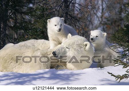 marine, Mother, Polar Bear, white bear, ice bear, northern bear, sea bear, nanuq, predator, translucent, fur, camouflage, Ursus maritimus, adults, young, juvenile, cub, three month old, 3 month old, COY, Cub of the Year, fresh snow, Churchill, northern Ma View Large Photo Image Picture - marine, Mother, Polar Bear, white bear, ice bear, northern bear, sea bear, nanuq, predator, translucent, fur, camouflage, Ursus maritimus, adults, young, juvenile, cub, three month old, 3 month old, COY, Cub of the Year, fresh snow, Churchill, northern Ma. Fotosearch