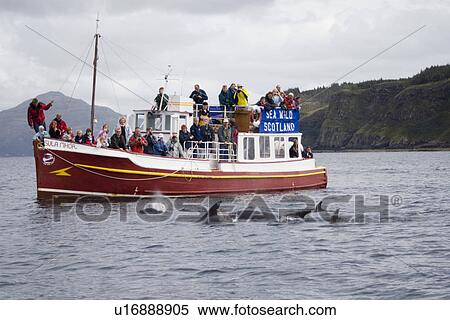 Marine wildlife-watching boat. Encounter with bottlenose dolphins (Tursiops truncatus). Hebrides, Scotland View Large Photo Image Stock Photography - Marine wildlife-watching boat. Encounter with bottlenose dolphins (Tursiops truncatus). Hebrides, Scotland. Fotosearch