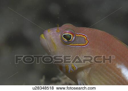 Stock Photo - Masked Hawkfish (Paracirrhites arcuatus ), profile of head clearly showing mask around eyes, Tahiti, French Polynesia, Southern Pacific Ocean. Fotosearch
