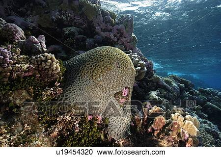 Stock Image - Massive faviid coral colony, Rongelap, Marshall Islands, Micronesia. Fotosearch
