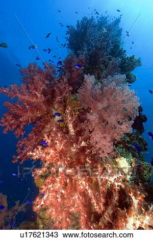 Mast encrusted with soft coral, Dendronephthya sp., Shinkoku Maru, Truk lagoon, Chuuk, Federated States of Micronesia, Pacific View Large Photo Image Stock Image - Mast encrusted with soft coral, Dendronephthya sp., Shinkoku Maru, Truk lagoon, Chuuk, Federated States of Micronesia, Pacific. Fotosearch