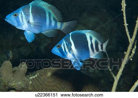 Mating Hamlet fish. Caymans. View Large Photo Image Stock Image - Mating Hamlet fish. Caymans.. Fotosearch