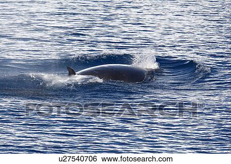 Stock Photograph - Minke Whale (Balaenoptera bonaerensis) surfacing at speed. Southern Oceans. Fotosearch