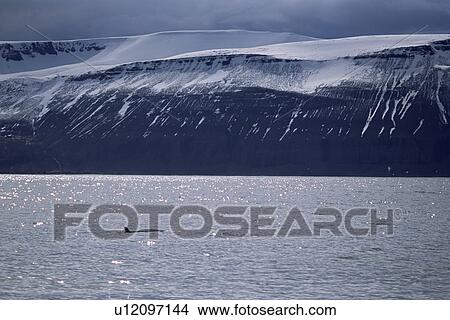 Picture - Minke whale (Balaenoptera acutorostrata) surfacing in fjord with snow capped mountains behind. Husavik, Iceland.. Fotosearch