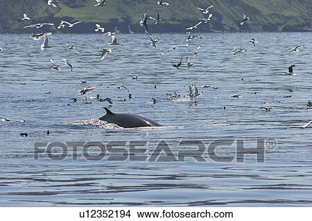 Minke Whale (Balaenoptera acuturostrata) feeding alongside assorted seabirds Isle of Mull, Western Scotland View Large Photo Image Picture - Minke Whale (Balaenoptera acuturostrata) feeding alongside assorted seabirds Isle of Mull, Western Scotland . Fotosearch