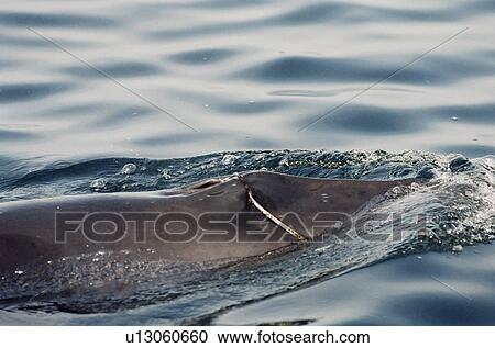 Minke whale (Balaenoptera acutorostrata) with a loup of plastic packing tape stuck in its baleen, round its upper jaw and over its blow hole. Hebrides, Scotland View Large Photo Image Stock Image - Minke whale (Balaenoptera acutorostrata) with a loup of plastic packing tape stuck in its baleen, round its upper jaw and over its blow hole. Hebrides, Scotland. Fotosearch