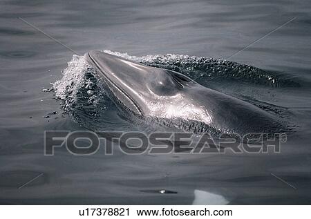 Stock Image - Minke whale (Balaenoptera acutorostrata) at the surface to breath with blow hole open. Characteristic white bands on the flipper visible through the water. Hebrides, Scotland (1 of 2 images). . Fotosearch