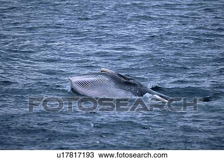 Minke whale (Balaenoptera acutorostrata) lunge feeding at surface showing throat grooves, Husavik, Iceland View Large Photo Image Stock Image - Minke whale (Balaenoptera acutorostrata) lunge feeding at surface showing throat grooves, Husavik, Iceland. Fotosearch