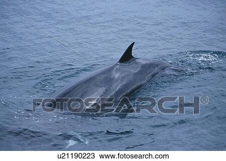 Stock Image - Minke whale (Balaenoptera acutorostrata) at surface with dorsal fin Hebrides, Scotland, UK. Fotosearch