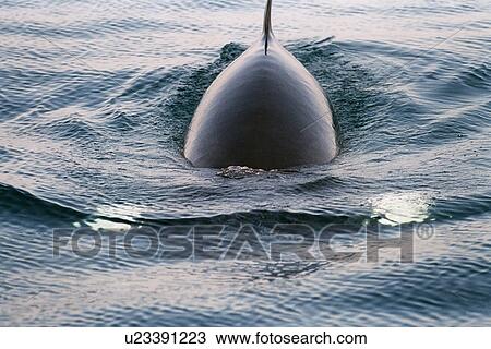 Stock Image - Minke whale (Balaenoptera acutorostrata) surfacing towards the camera with characteristic white bands on each flipper visible through the water. Hebrides, Scotland . Fotosearch