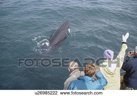 Minke whale (Balaenoptera acutorostrata) surfacing high out of the water in front of some whale-watchers. Husavik, Iceland View Large Photo Image Stock Image - Minke whale (Balaenoptera acutorostrata) surfacing high out of the water in front of some whale-watchers. Husavik, Iceland. Fotosearch